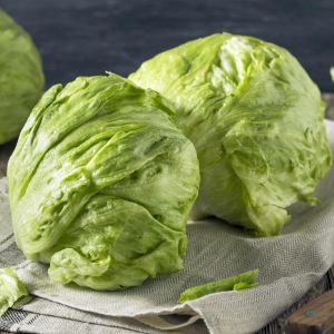 iceberg marul tohumu atom lettuce