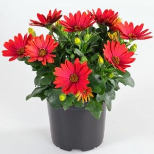 Kırmızı çiçekli bodrum papatyası fidesi erato red osteospermum