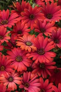 Kırmızı çiçekli bodrum papatyası fidesi erato red osteospermum