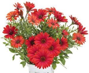 Kırmızı çiçekli bodrum papatyası fidesi erato red osteospermum