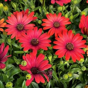 Kırmızı çiçekli bodrum papatyası fidesi erato red osteospermum