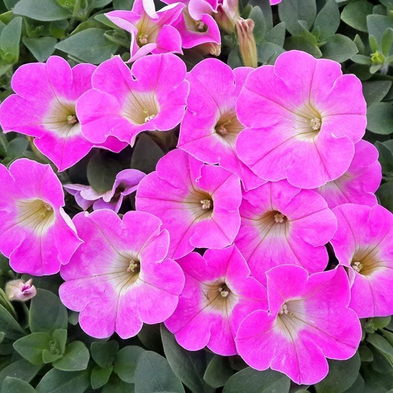 Pembe sarkan petunya fidesi pegasus pink