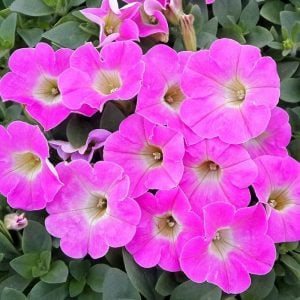 Pembe sarkan petunya fidesi pegasus pink