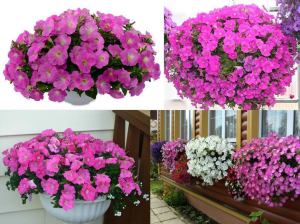 Pembe sarkan petunya fidesi pegasus pink