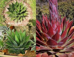 Agave montana yetişmiş saksıda sukulent bitki