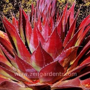 Agave montana yetişmiş saksıda sukulent bitki