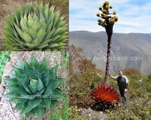 Agave montana yetişmiş saksıda sukulent bitki