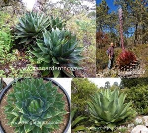 Agave montana yetişmiş saksıda sukulent bitki