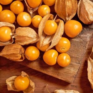 Altın çilek tohumu golden gooseberry physalis