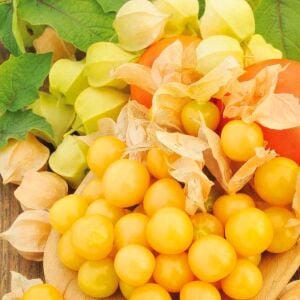 Altın çilek tohumu golden gooseberry physalis