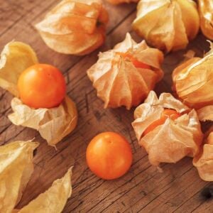 Altın çilek tohumu golden gooseberry physalis