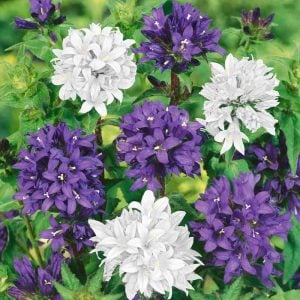 Campanula glomerata beyaz top çiçekli kampanula fidesi