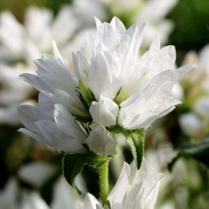 Campanula glomerata beyaz top çiçekli kampanula fidesi