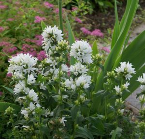Campanula glomerata beyaz top çiçekli kampanula fidesi