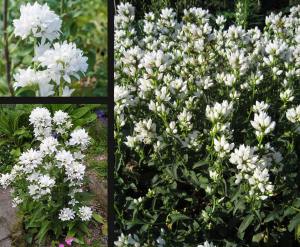 Campanula glomerata beyaz top çiçekli kampanula fidesi