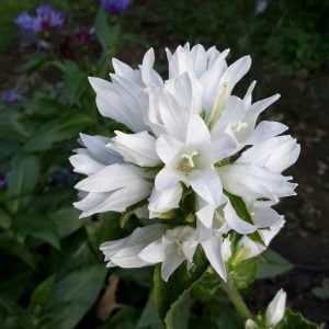 Campanula glomerata beyaz top çiçekli kampanula fidesi