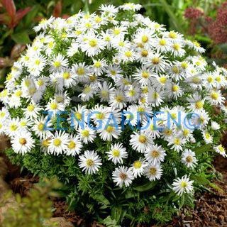 Katmerli beyaz aster soğanı saraypatı çiçeği snowcap schneekissen 5 adet