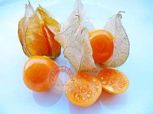Altın çilek tohumu golden gooseberry