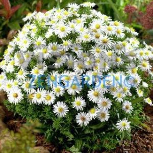 Katmerli beyaz aster soğanı saraypatı çiçeği snowcap schneekissen 10 adet