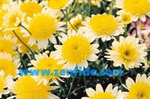 Double lemon çeşme papatyası fidesi argyranthemum fidesi 1 fide