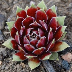 Sempervivum black prince sukulent bitki