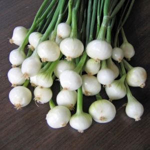 Turşuluk soğan tohumu geleneksel crystal white wax tohumu
