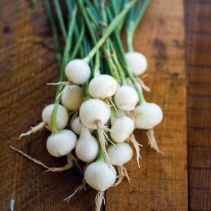 Turşuluk soğan tohumu geleneksel crystal white wax tohumu