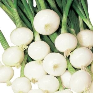 Turşuluk soğan tohumu geleneksel crystal white wax tohumu