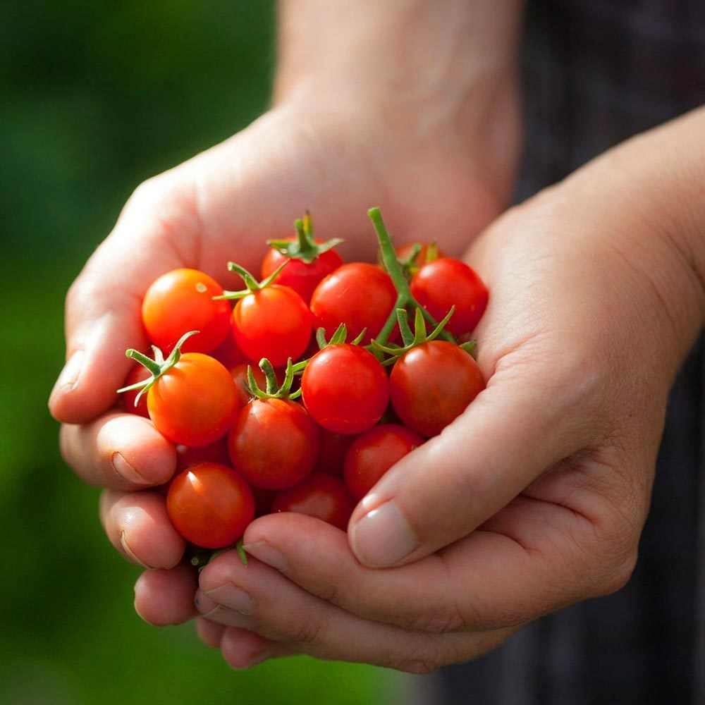 Geleneksel mini çeri domates tohumu small red cherry