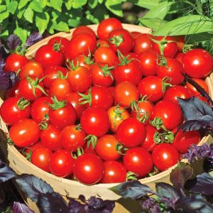Geleneksel mini çeri domates tohumu small red cherry