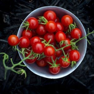 Geleneksel mini çeri domates tohumu small red cherry