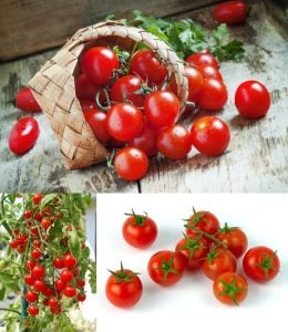 Geleneksel mini çeri domates tohumu small red cherry