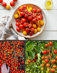 Geleneksel mini çeri domates tohumu small red cherry