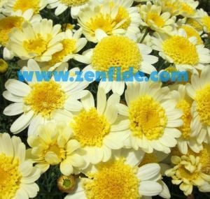 Double lemon çeşme papatyası fidesi argyranthemum fidesi 3 fide