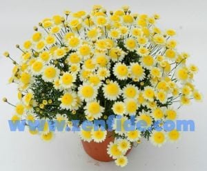 Double lemon çeşme papatyası fidesi argyranthemum fidesi 3 fide
