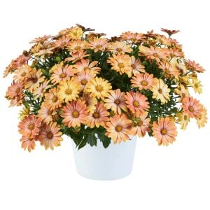 Sarkan turuncu bodrum papatyası fidesi sarkan saksılara özel basket