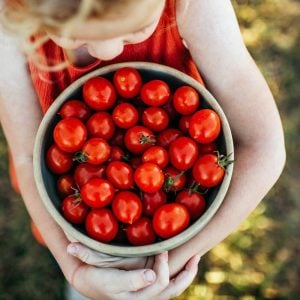 Riesentraube mini domates tohumu bol hasat geleneksel