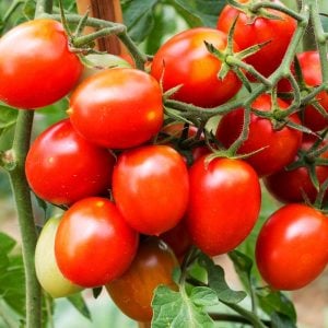 Riesentraube mini domates tohumu bol hasat geleneksel