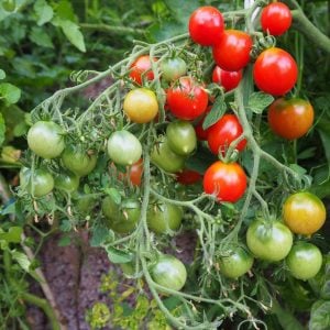 Riesentraube mini domates tohumu bol hasat geleneksel
