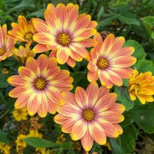 Sarkan turuncu bodrum papatyası fidesi sarkan saksılara özel basket