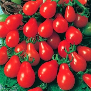 Geleneksel kırmızı armut domates tohumu red pear heirloom tomato