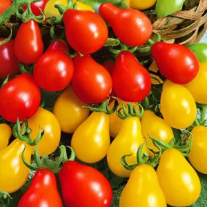 Geleneksel kırmızı armut domates tohumu red pear heirloom tomato