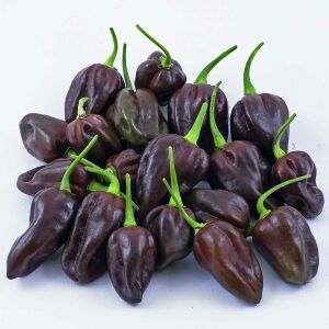 Çikolata habanero biber tohumu çok acı chocolate habanero capsicum chinense