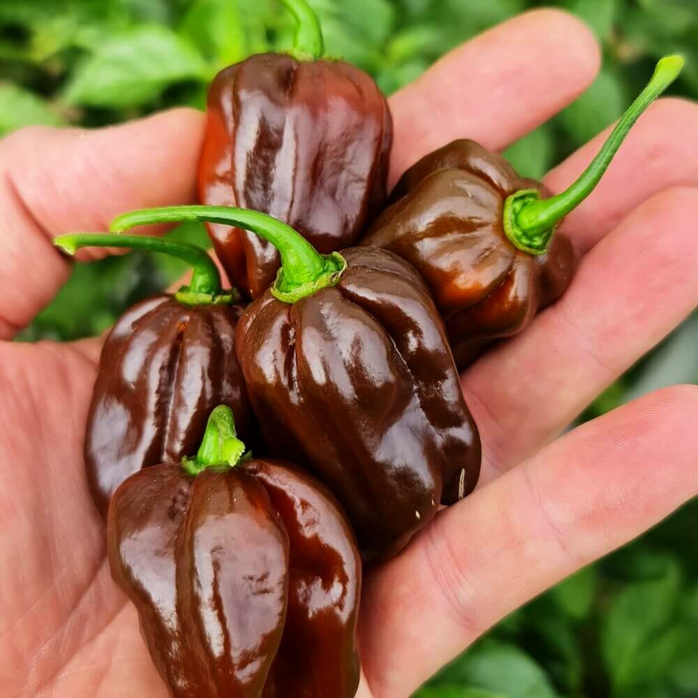 Çikolata habanero biber tohumu çok acı chocolate habanero capsicum chinense