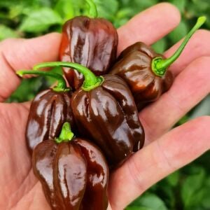 Çikolata habanero biber tohumu çok acı chocolate habanero capsicum chinense