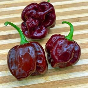 Çikolata habanero biber tohumu çok acı chocolate habanero capsicum chinense