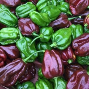 Çikolata habanero biber tohumu çok acı chocolate habanero capsicum chinense