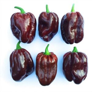 Çikolata habanero biber tohumu çok acı chocolate habanero capsicum chinense