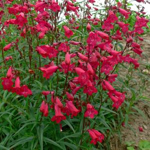 Garnet penstemon fidesi çok yıllık Andenken an Friedrich Hahn
