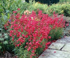 Garnet penstemon fidesi çok yıllık Andenken an Friedrich Hahn
